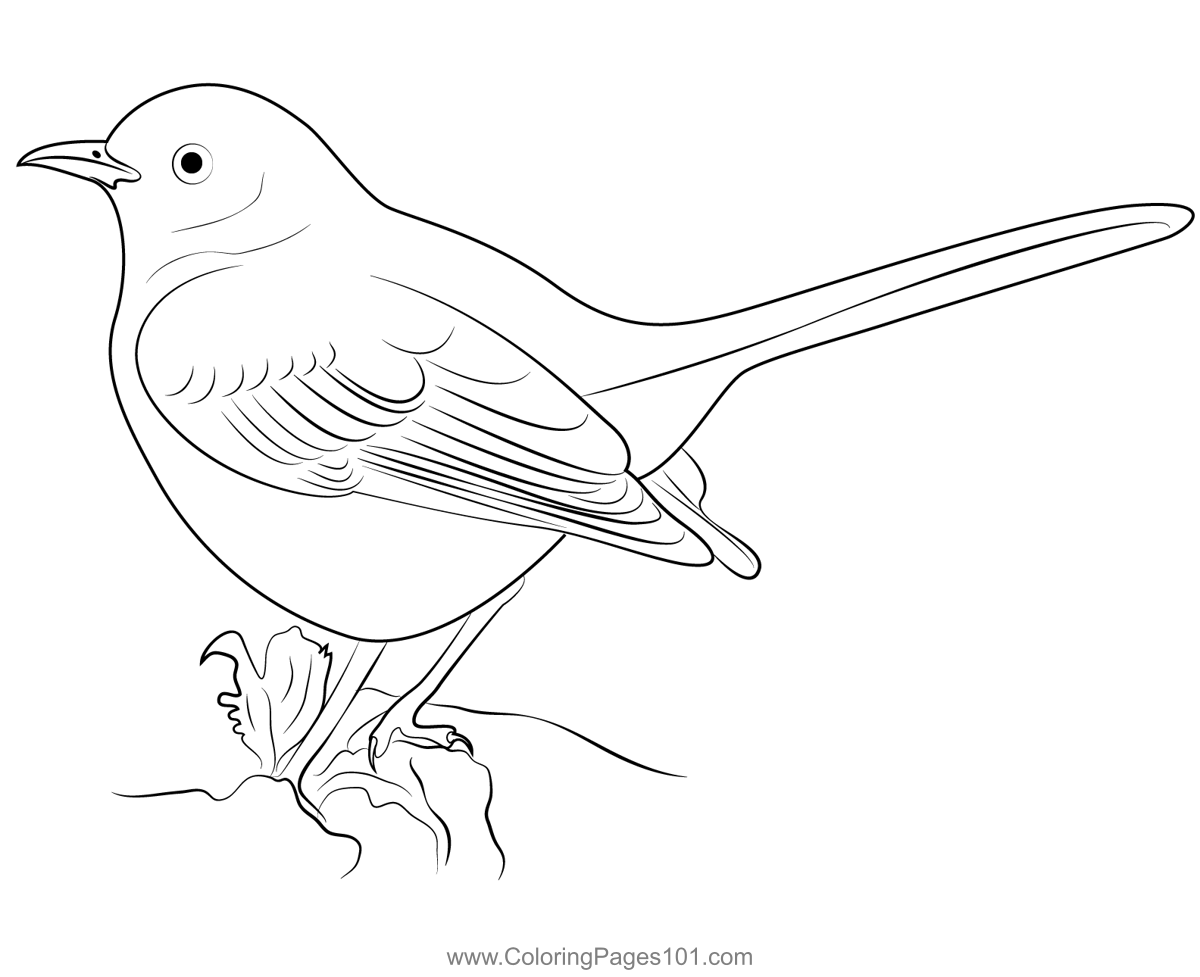 Big Mockingbird