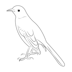 Brown Backed Mockingbird Free Coloring Page for Kids