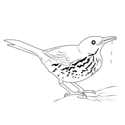 Brown Thrasher 1 Free Coloring Page for Kids