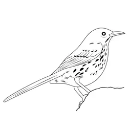 Brown Thrasher 10 Free Coloring Page for Kids