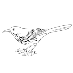 Brown Thrasher 11 Free Coloring Page for Kids