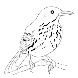 Brown Thrasher 2 Free Coloring Page for Kids