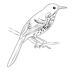 Brown Thrasher 3 Free Coloring Page for Kids