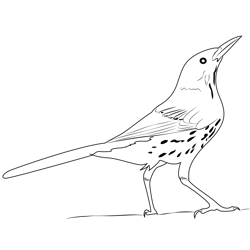 Brown Thrasher 4 Free Coloring Page for Kids