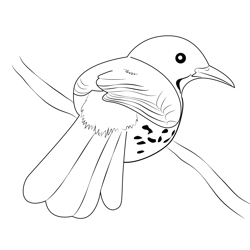 Brown Thrasher 5 Free Coloring Page for Kids