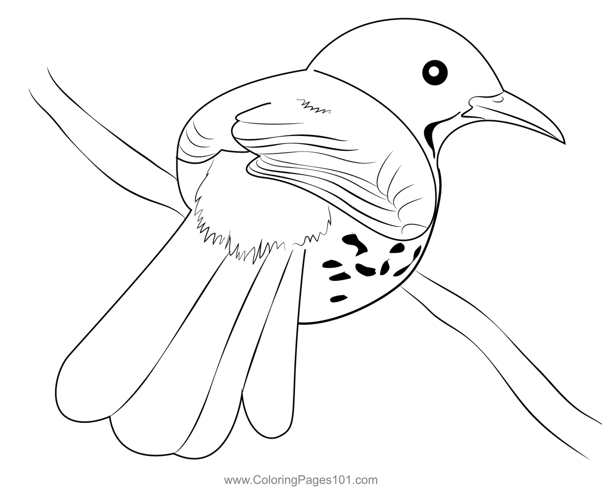 Brown Thrasher Coloring Page For Kids Free Mockingbirds Printable