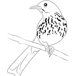 Brown Thrasher 6 Free Coloring Page for Kids