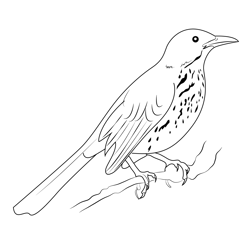 Brown Thrasher 7 Free Coloring Page for Kids