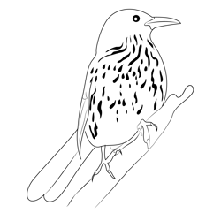 Brown Thrasher 8 Free Coloring Page for Kids