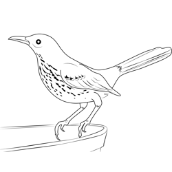 Brown Thrasher 9 Free Coloring Page for Kids