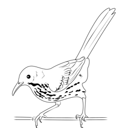 Brown Thrasher Baby Free Coloring Page for Kids