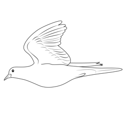 Brown Thrasher Fly Free Coloring Page for Kids