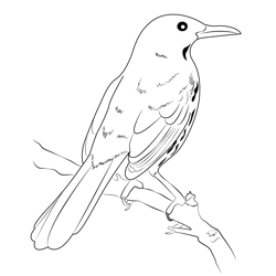 Brown Thrasher On Branch Free Coloring Page for Kids