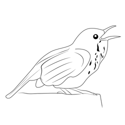 Brown Thrasher Small Free Coloring Page for Kids
