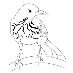 Brown Thrasher Free Coloring Page for Kids