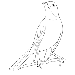 Commons Wild Mockingbird Free Coloring Page for Kids