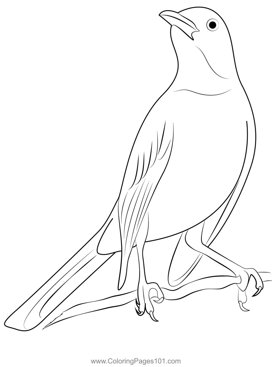 Commons Wild Mockingbird