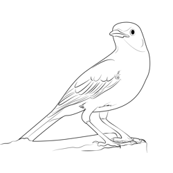 Crazy Bird Singing Free Coloring Page for Kids