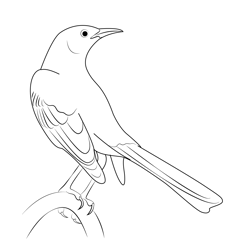 Great Mockingbird Free Coloring Page for Kids