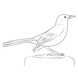 Grey Mockingbird Free Coloring Page for Kids