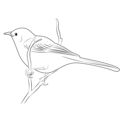 Hang On Tree Mockingbird Free Coloring Page for Kids
