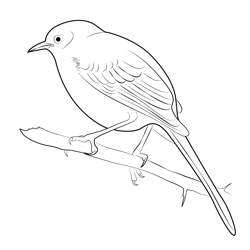Longtailed Mockingbird Free Coloring Page for Kids