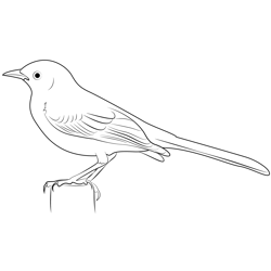 Mockingbird 1 Free Coloring Page for Kids