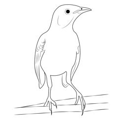 Mockingbird 4 Free Coloring Page for Kids