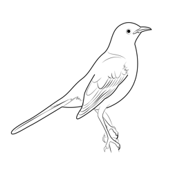 Mockingbird Chalk Browed Free Coloring Page for Kids
