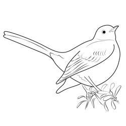 Mockingbird Legs Extended Free Coloring Page for Kids