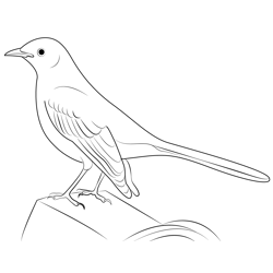 Mockingbird Look Into The Sky Free Coloring Page for Kids