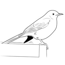 Mockingbird Waiting For Food Free Coloring Page for Kids