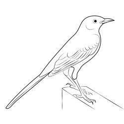 Mockingbird With Long Tail Free Coloring Page for Kids