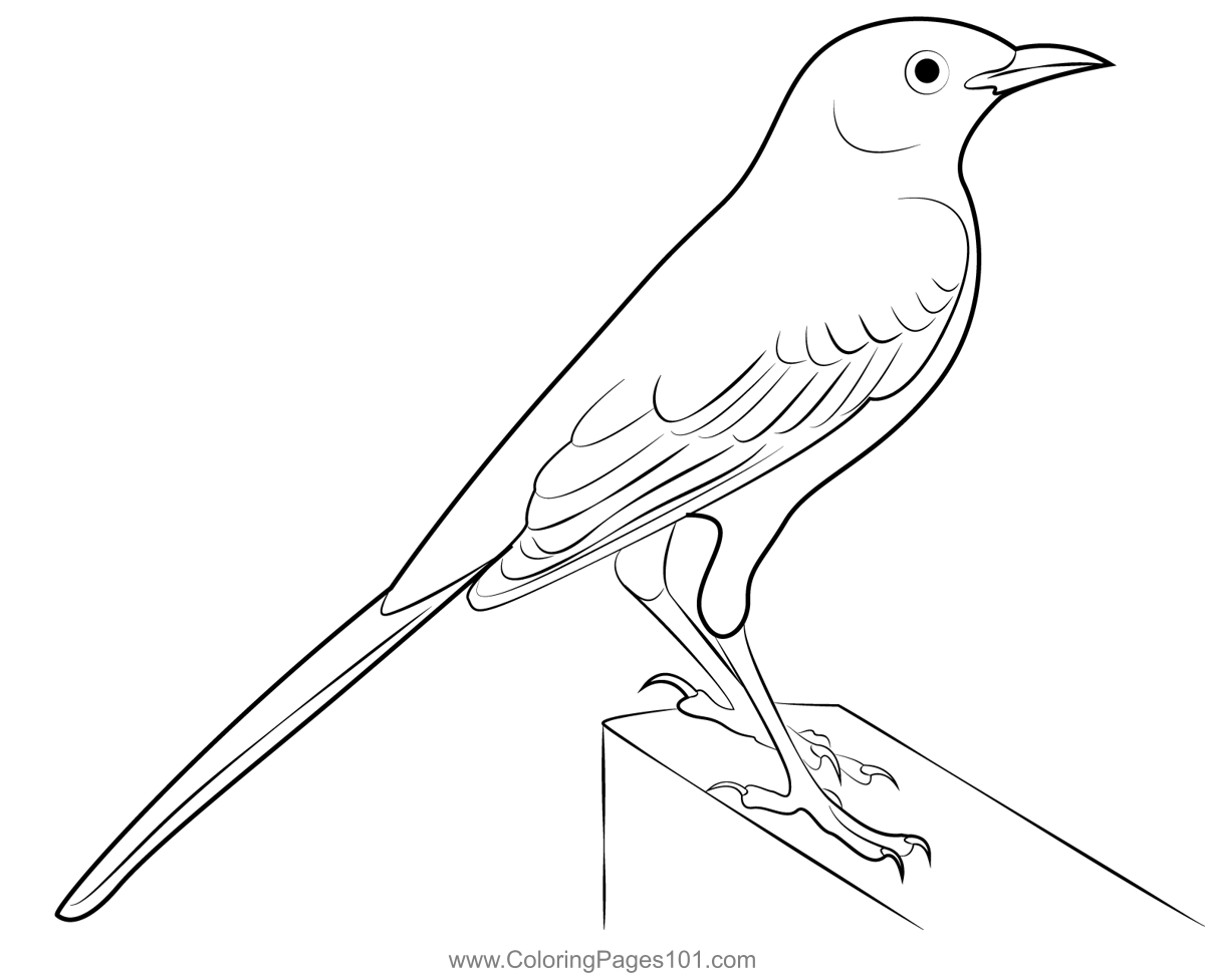 Mockingbird With Long Tail