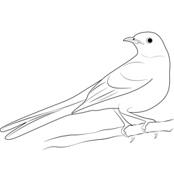 Mockingbird Free Coloring Page for Kids
