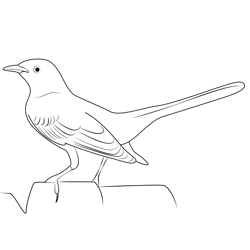 Northern California Mockingbird Free Coloring Page for Kids
