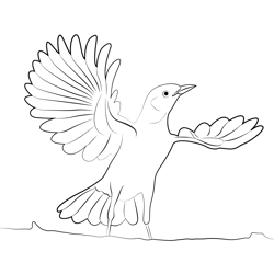 Northern Mockingbird 1 Free Coloring Page for Kids