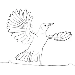 Northern Mockingbird 1 Free Coloring Page for Kids