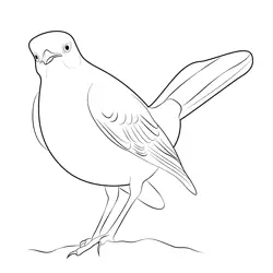 Northern Mockingbird Look Free Coloring Page for Kids