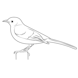 Northern Mockingbird Watched Free Coloring Page for Kids