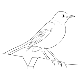 Northern Mockingbird Free Coloring Page for Kids