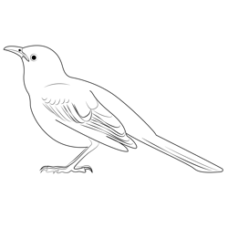Small Mockingbird Free Coloring Page for Kids