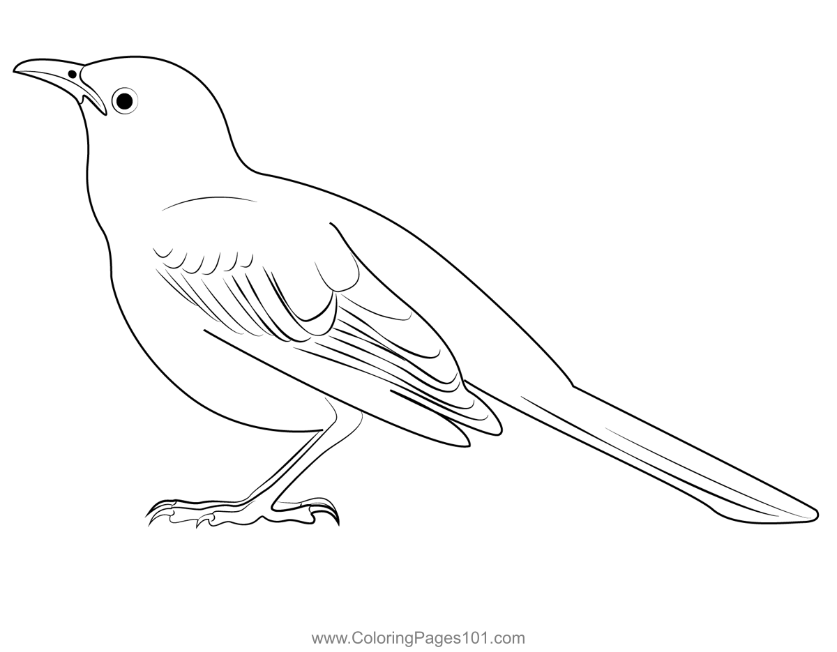 Small Mockingbird