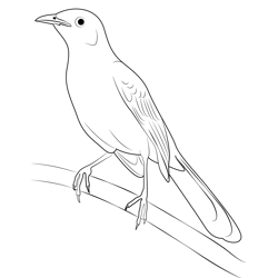 The Northern Mockingbird Free Coloring Page for Kids