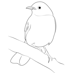 Tropical Mockingbird Sitting Free Coloring Page for Kids