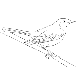 Tropical Mockingbird Free Coloring Page for Kids