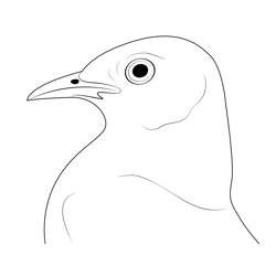 Wild Mockingbird Face Free Coloring Page for Kids