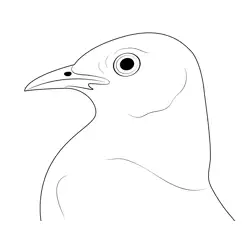 Wild Mockingbird Face