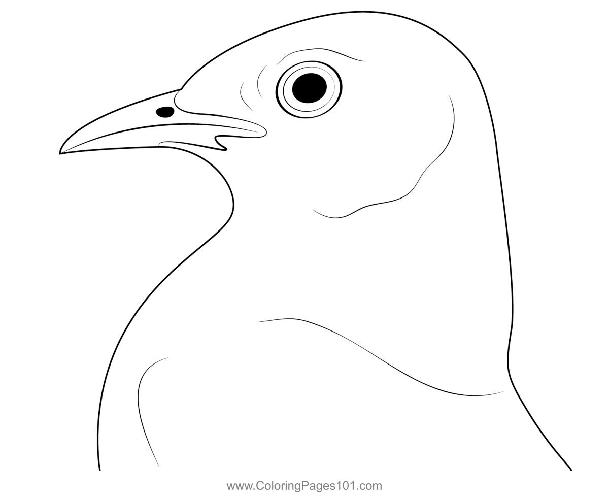Wild Mockingbird Face