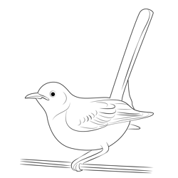 Wild Mockingbird Free Coloring Page for Kids